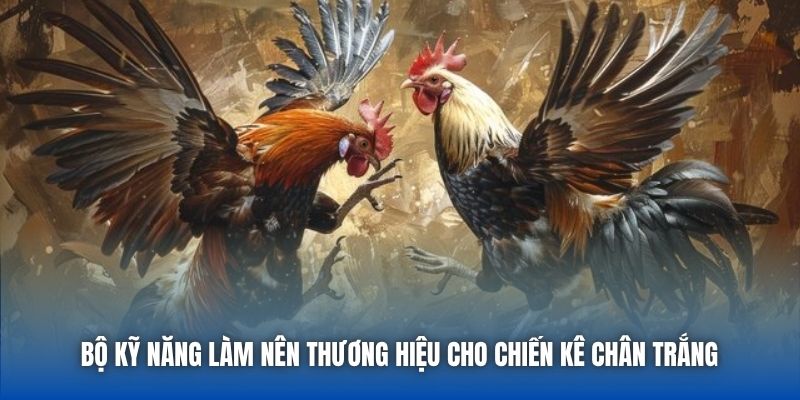 Gà Đá Chân Trắng | Sức Hút Của Chiến Kê Huyền Thoại