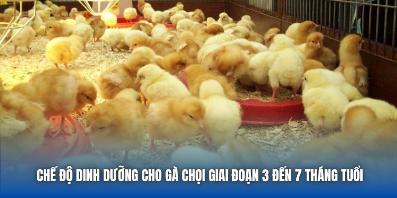 Chế Độ Dinh Dưỡng Cho Gà Chọi Để Tăng Sức Bền Và Sát Thương