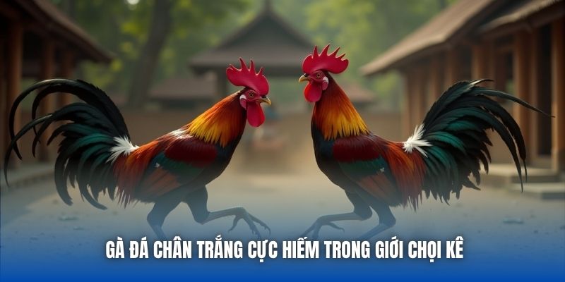 Gà Đá Chân Trắng | Sức Hút Của Chiến Kê Huyền Thoại
