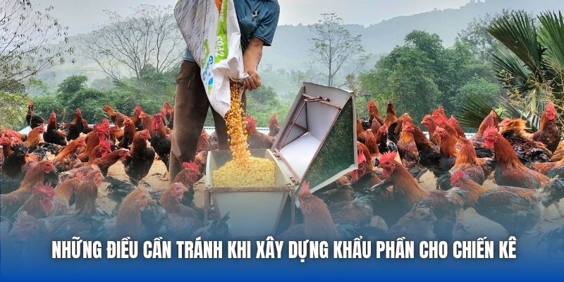 Chế Độ Dinh Dưỡng Cho Gà Chọi Để Tăng Sức Bền Và Sát Thương