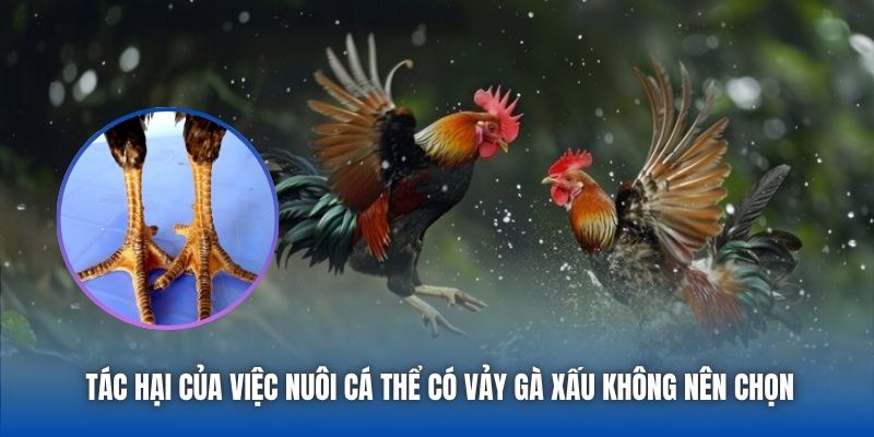 Vảy Gà Xấu Không Nên Chọn - Cảnh Báo Cho Sư Kê Mới Vào Nghề