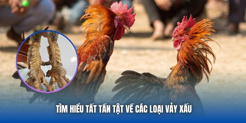 Vảy Gà Xấu Không Nên Chọn - Cảnh Báo Cho Sư Kê Mới Vào Nghề