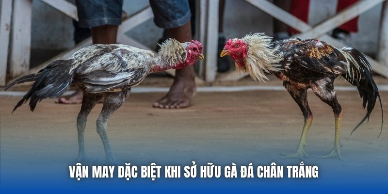 Gà Đá Chân Trắng | Sức Hút Của Chiến Kê Huyền Thoại
