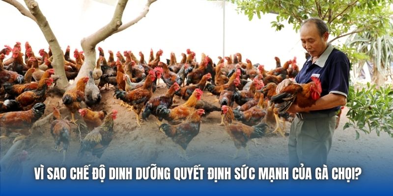 Chế Độ Dinh Dưỡng Cho Gà Chọi Để Tăng Sức Bền Và Sát Thương