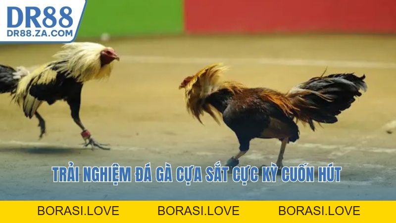 Đá Gà DR88 – Trải Nghiệm Cá Cược An Toàn Và Hấp Dẫn